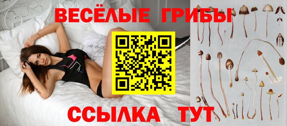 Псилоцибиновые грибы Psilocybine cubensis Светлоград